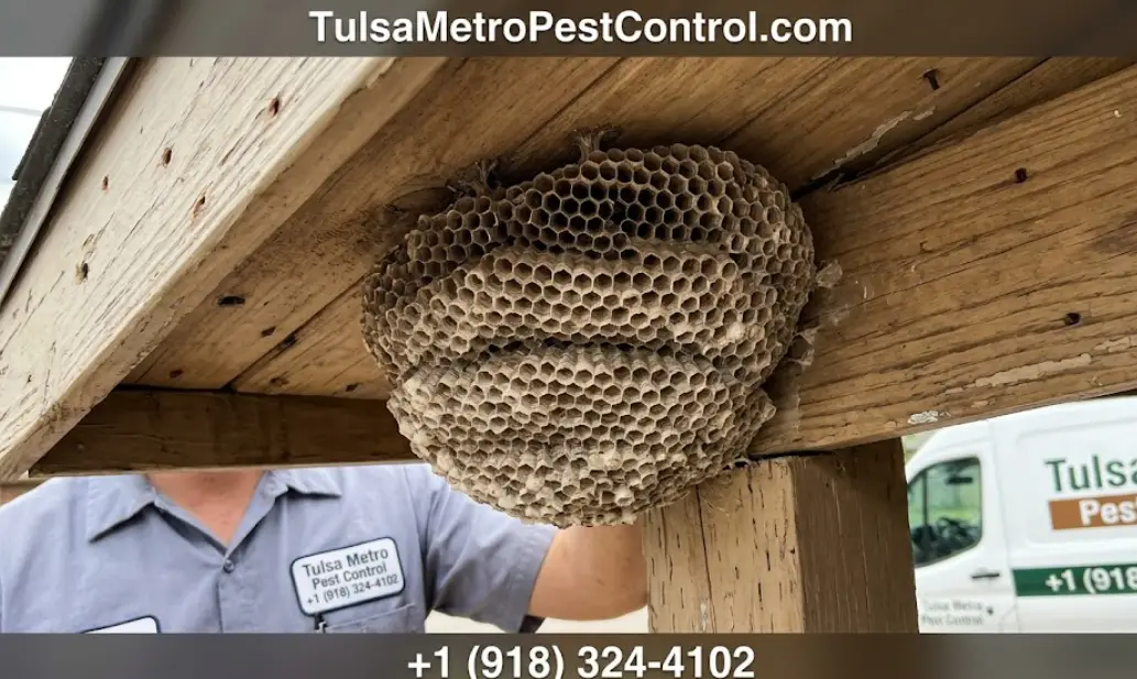 Wasp & Bee Removal pest close-up
